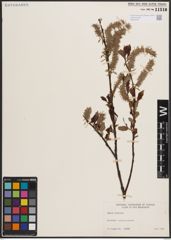 Foto von Salix discolor Muhl.